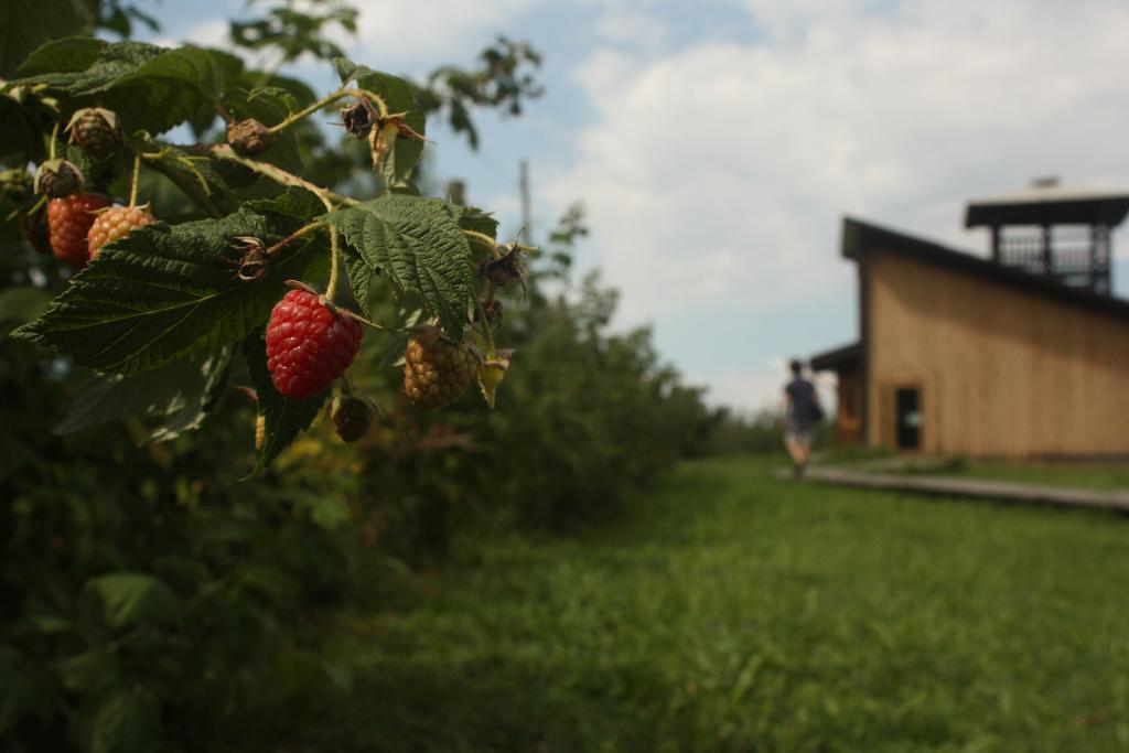 Agriturismo Il Frutto Permesso Bibiana Buitenkant foto